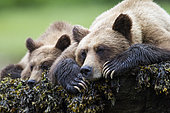 Grizzly (Ursus arctos horribilis) female and her cub at rest, Khutzeymateen Grizzly Bear Sanctuary, British Columbia, Canada