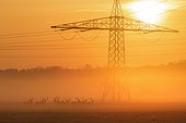 Herd of Fallow Deers (Cervus dama) in Front of High-Voltage Power Line at sunrise, Hesse, Germany, Europe