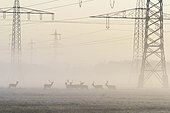 Herd of Fallow Deers (Cervus dama) in Front of High-Voltage Power Line on misty morning, Hesse, Germany, Europe