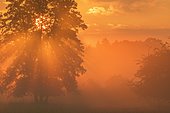 Tree (Black alder) in morning mist at sunrise, Hesse, Germany, Europe