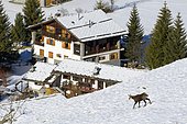 Chamois in front of house, Rupicapra rupicapra, Male, Gran Paradiso National Park, Alps, Italy, Europe
