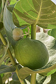 Appple of Sodom (Calotropis procera) Fruit, Nadj plateau, Saudi Arabia