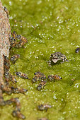 Arabian skittering frog (Euphlyctis ehrenbergii) and honey bees, Asir Mountains, Saudi Arabia