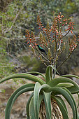 Shining sunbird (Cinnyris habessinicus) on Aloe sabaea, pollination, Raidah, Assir Mountains, Saudi Arabia
