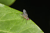 Checkerspot fly (Wohlfahrtia nuba), Arabie Saoudite
