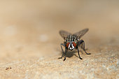 Rufous fleshfly (Scarcophaga ruficornis), Saudi Arabia