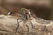 Highwayman (Apoclea femoralis) eating, Assir mountains, Saudi Arabia