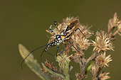 Assassin bug (Reduviidae sp), Saudi Arabia