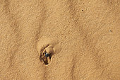 Sacred scarab (Scarabaeus sacer) digging a hole in the sand, Nafoud desert, Saudi Arabia
