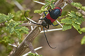 Long horn beetle (Cerambicidae sp) in Acacia, Saudi Arabia