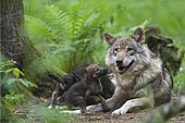 European wolf (Canis lupus lupus) with pup, Wildpark Poing wildlife park, Bavaria, Germany, Europe