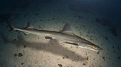 Mustelus asterias, Starry smooth-hound. Composite image. Portugal.. Composite image