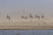 Burchell's zebra (Equus burchellii), zebras in sand's storm , Namibia ,Etosha national Park