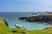 Sheeps in front of ocean, Butt of Lewis, Isle of Lewis, Hebrides, Scotland