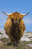 Highland cow, Highlands, Scotland
