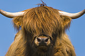Highland cow, Highlands, Scotland