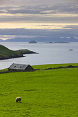 Landscape with sheep, Kilmaluag Bay, Skye, Hebrides, Scotland