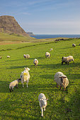 Landscape with sheeps, Neist Skye, Skye, Hebrides, Scotland