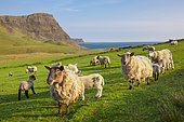 Landscape with sheeps, Neist Skye, Skye, Hebrides, Scotland