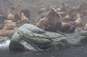Steller sea lion (Eumetopias jubatus) on rocky shore, Ioniy islands, Sea of Okhotsk, Russia