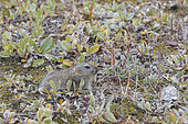 Brown Lemming (Lemmus sibiricus), Wrangel Island, Chukotka, Russia
