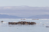 Pacific Walrus (Odobenus rosmarus divergens) on ice, krasin bay, Wrangel Island, Chukotka, Russia