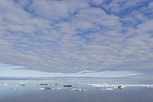 Pacific Walrus (Odobenus rosmarus divergens) on ice, krasin bay, Wrangel Island, Chukotka, Russia
