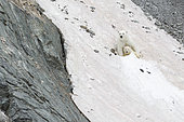 Polar bear (Ursus maritimus) on snow, Ptichiy Bazar Point, Wrangel Island, Chukotka, Russia