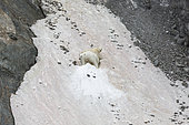 Polar bear (Ursus maritimus) on snow, Ptichiy Bazar Point, Wrangel Island, Chukotka, Russia