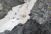 Polar bear (Ursus maritimus) on snow, Ptichiy Bazar Point, Wrangel Island, Chukotka, Russia