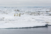 Polar bear (Ursus maritimus) and young on the ice floe, Wrangel Island, Chukotka, Russia