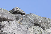 Arctic ground squirrel (Spermophilus parryii) on rock, Cape Dezhnev, Chukotka, Russia