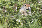 Arctic ground squirrel (Spermophilus parryii) eating, Cape Dezhnev, Chukotka, Russia