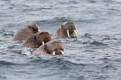 Pacific Walrus (Odobenus rosmarus divergens) in water, Kolyuchin, Chukotka, Russia