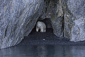 Polar bear (Ursus maritimus) on shore, Ptichiy Bazar Point, Wrangel Island, Chukotka, Russia