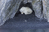 Polar bear (Ursus maritimus) on shore, Ptichiy Bazar Point, Wrangel Island, Chukotka, Russia