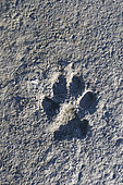 Wolves track, Wrangel island, Russia