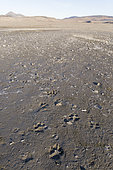 Wolves tracks,, Wrangel island, Russia
