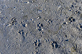 Wolves tracks,, Wrangel island, Russia