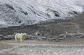 Polar bear (Ursus maritimus) on shore, Dragi Bay, Wrangel Island, Chukotka, Russia