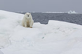 Polar bear (Ursus maritimus) on the ice floe, Wrangel Island, Chukotka, Russia