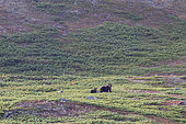 Kamchatka brown Bear (Ursus arctos beringianus) and young, Bukhta Yuzhnaya Glubokaya, Kamtchatka, Russia