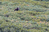 Kamchatka brown Bear (Ursus arctos beringianus), Bukhta Yuzhnaya Glubokaya, Kamtchatka, Russia