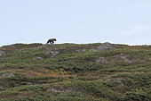 Kamchatka brown Bear (Ursus arctos beringianus), Laguna Tintikun, Kamtchatka, Russia
