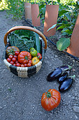 Organic harvest of several vegetables (cabbage, eggplants, squashes, tomatoes) in front of an eggplant plant with a porous pipe system for watering