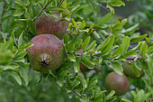 Pomegranate tree and fruits, pomegranates, Hérault, France