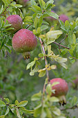 Pomegranate tree and fruits, pomegranates, Hérault, France
