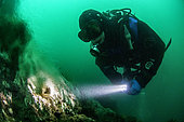 Diver in front of hot underwater hydrothermal source. The submarine volcanic chimneys of Strytan, located in the middle of the Eyjafjord Fjord, rise up from -70m up to 15m from the surface in a mixture of boiling volcanic water and cold sea water that attracts A rich and varied fauna. The Strytan site has been classified as a nature reserve since 2001, Iceland