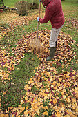 Raking dead leaves in autumn with a leaf rake