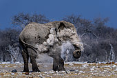African Elephant (Loxodonta Africana) throw dust himself, Etosha, Namibia